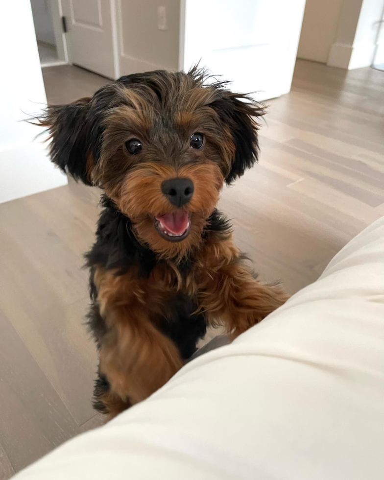 Adorable Yorkie Doodle Poodle Mix Pup