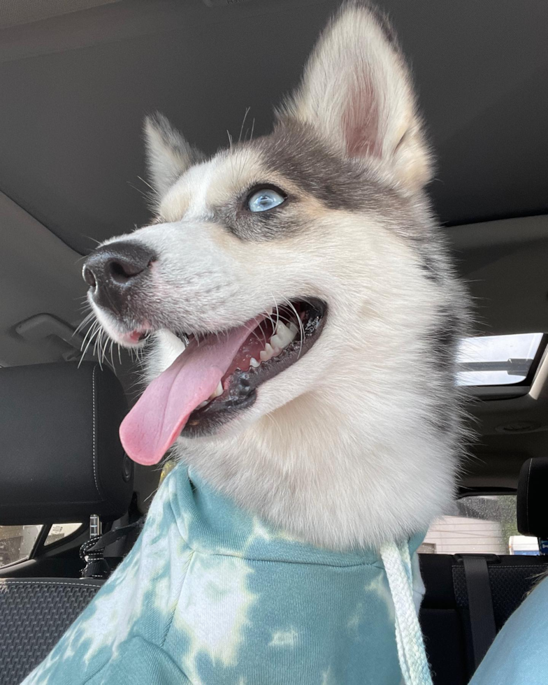 Friendly Pomsky Pup in Beverly Hills CA