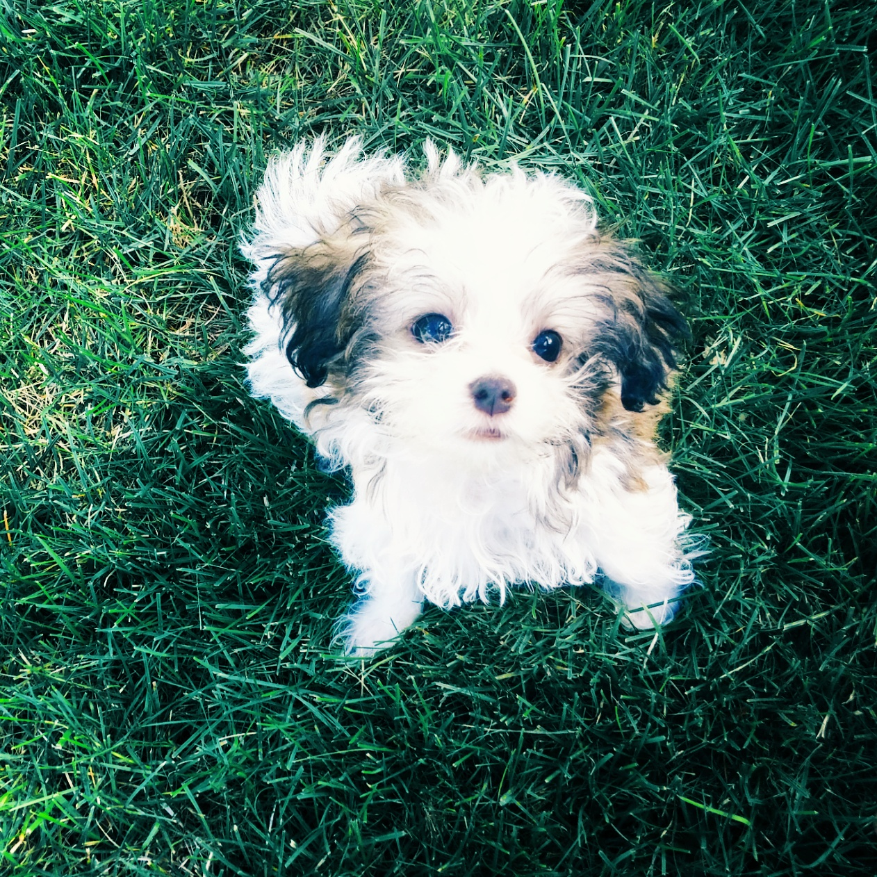 Havanese Pup Being Cute