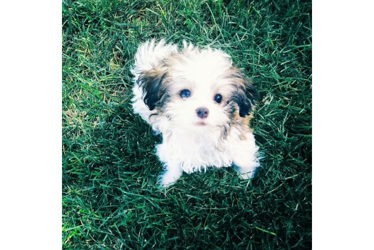 Havanese Pup Being Cute