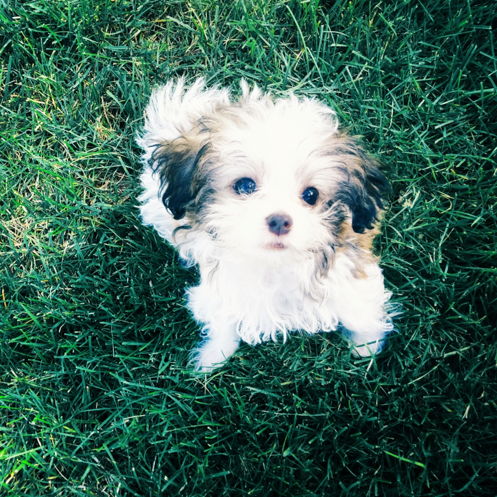 Smart Havanese Purebred Pup