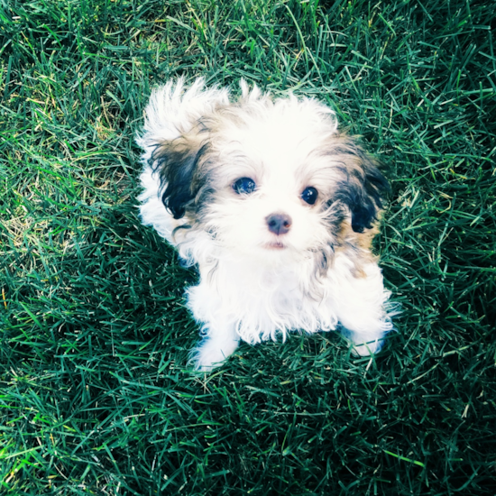 Smart Havanese Purebred Pup