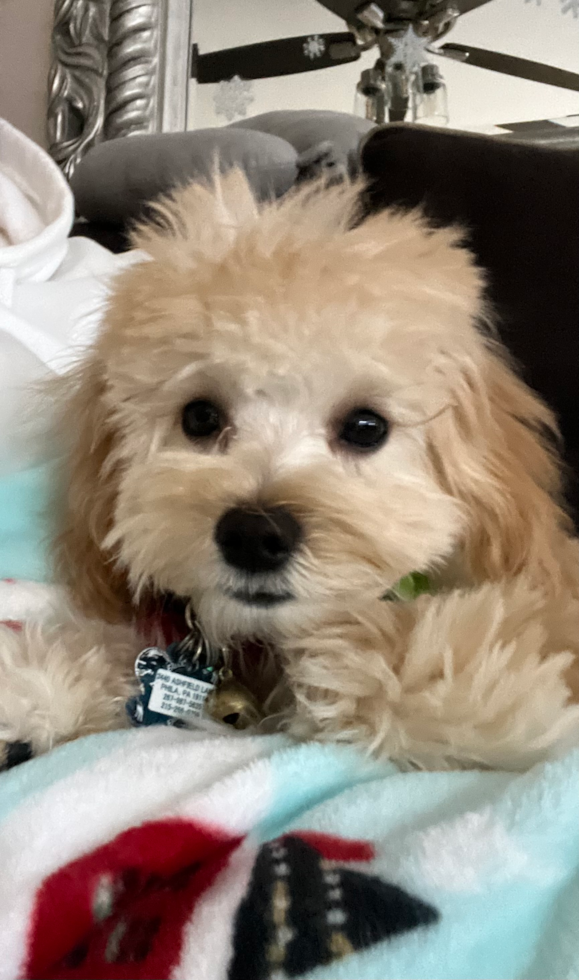 Maltipoo Being Cute