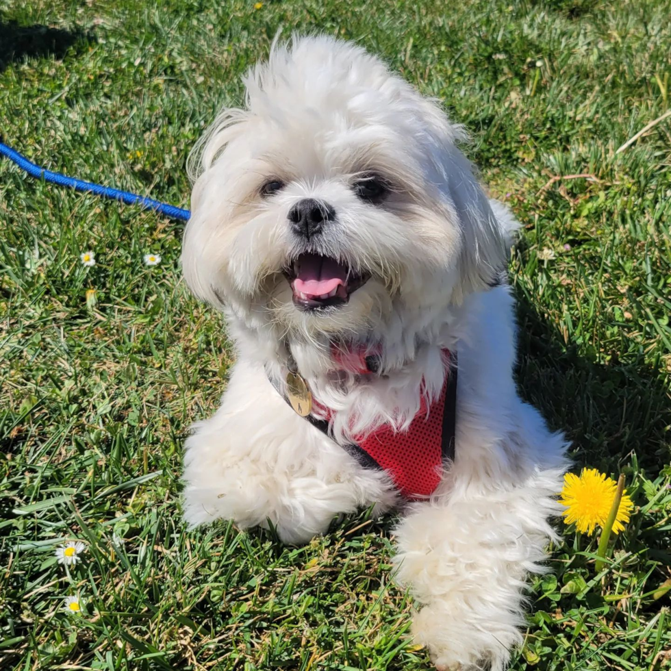 Cute Teddy Bear Pup