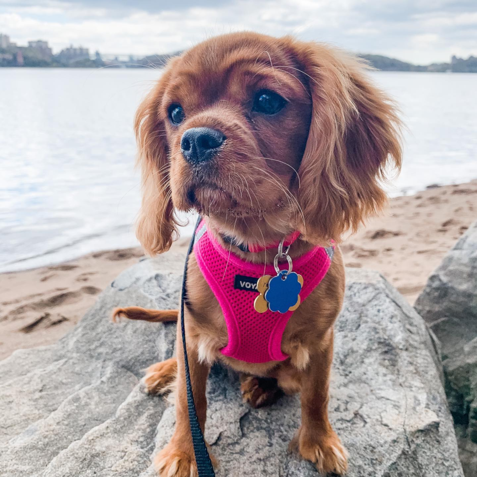 Funny Cavalier King Charles Spaniel Pup