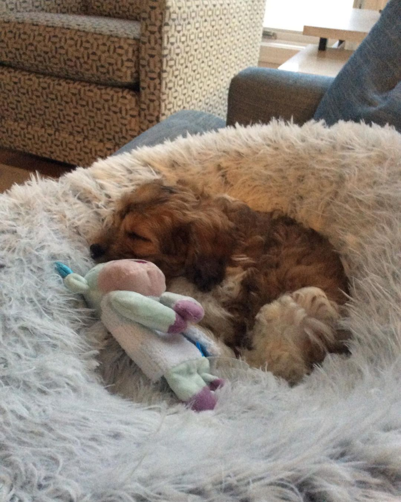 Popular Cavapoo Poodle Mix Pup