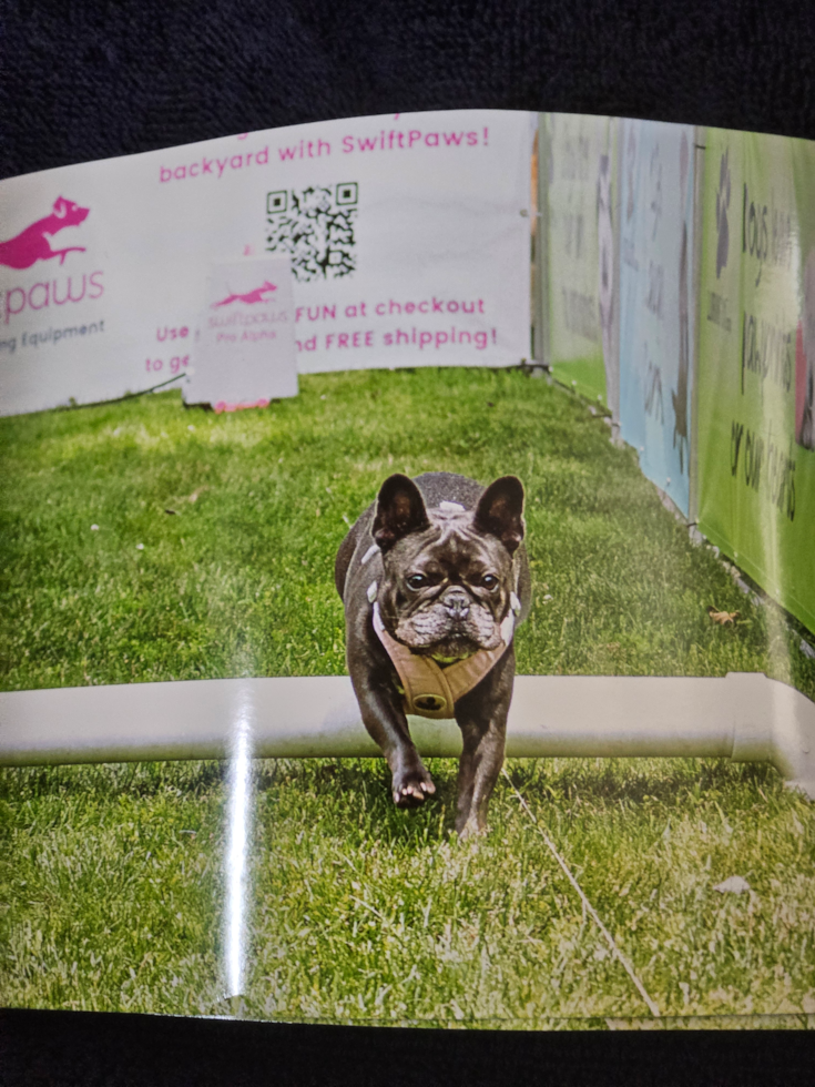 French Bulldog Pup