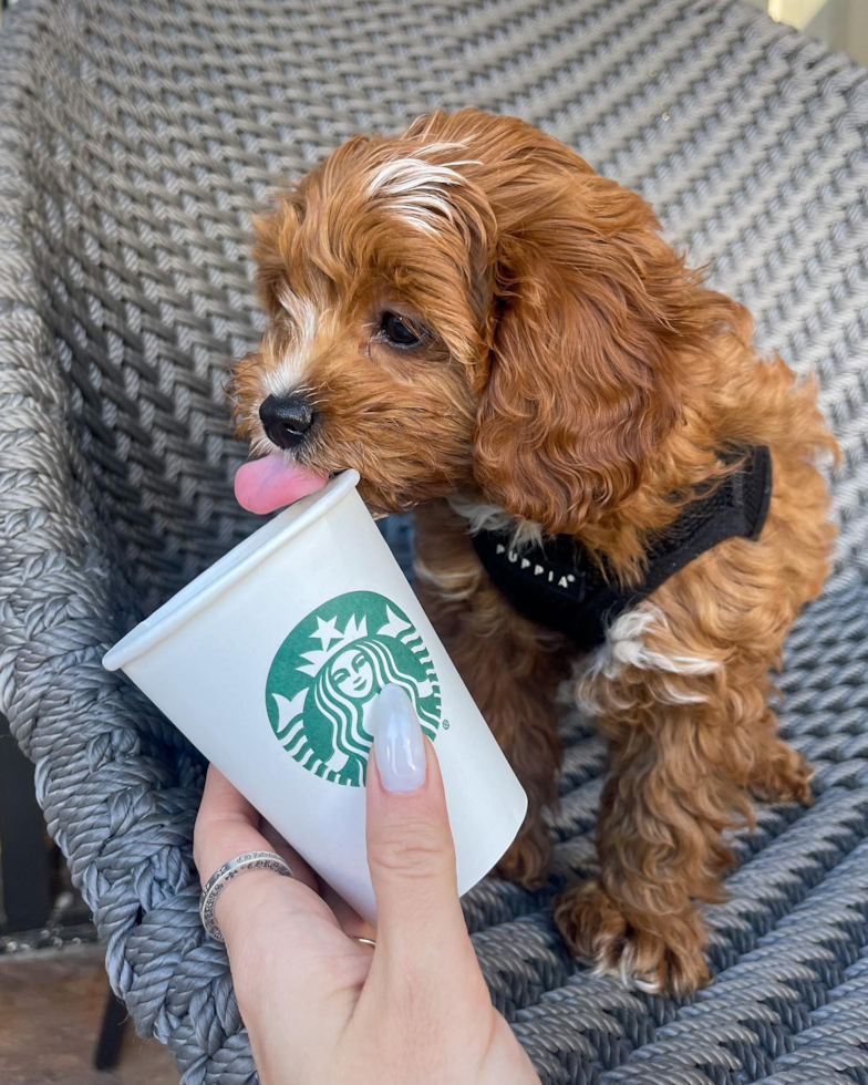 Cavapoo Being Cute