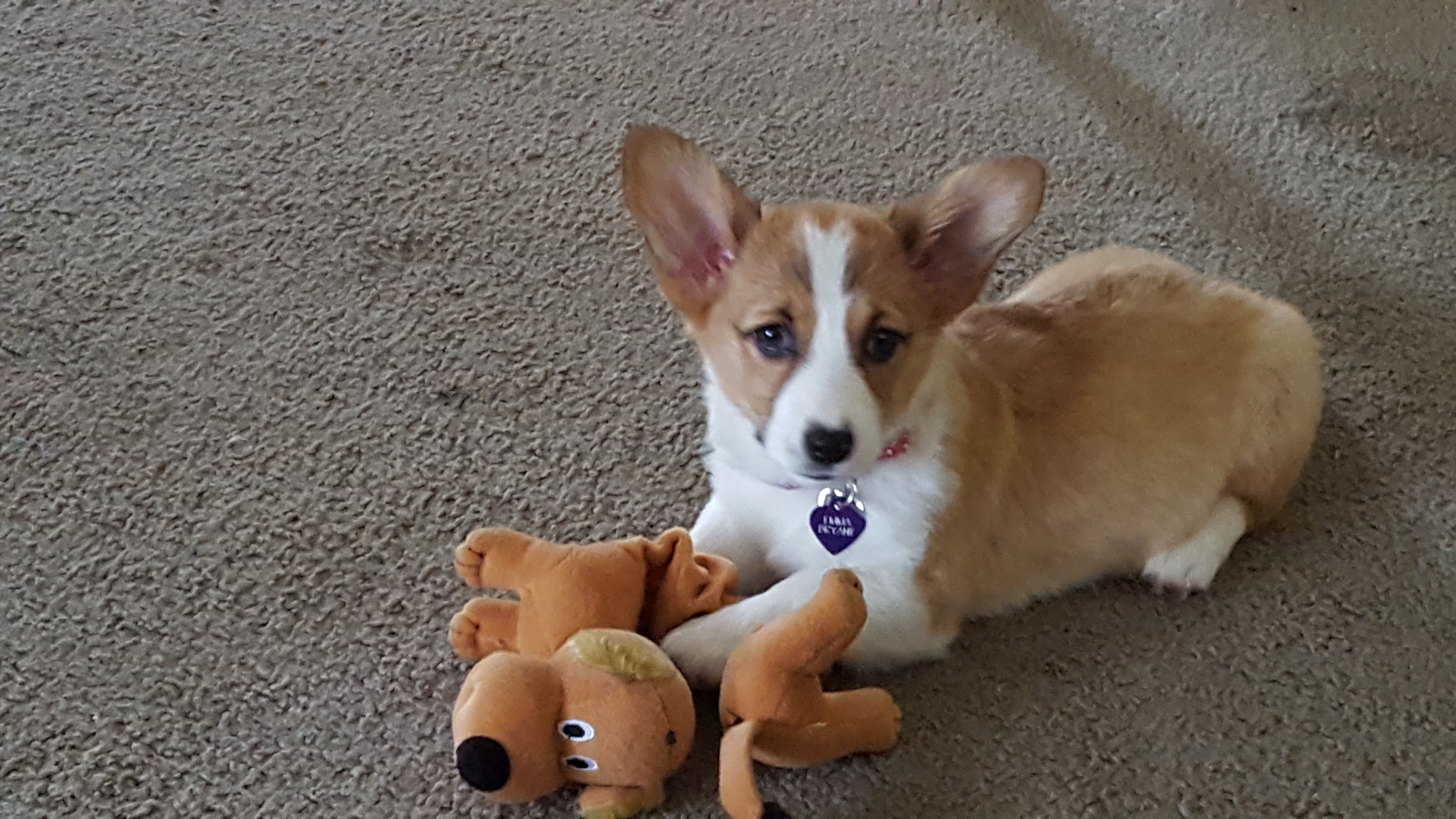 Best Pembroke Welsh Corgi Baby