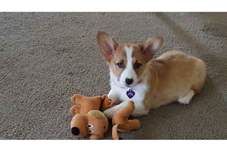 Best Pembroke Welsh Corgi Baby