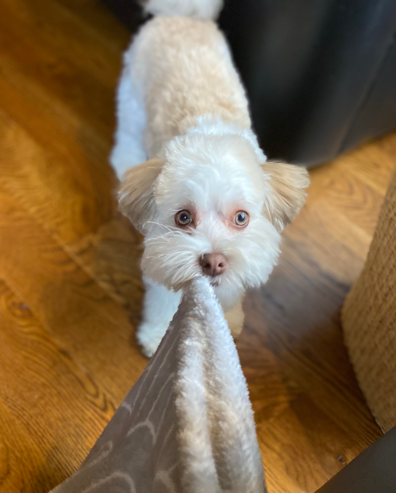 Adorable Havanese Pup in