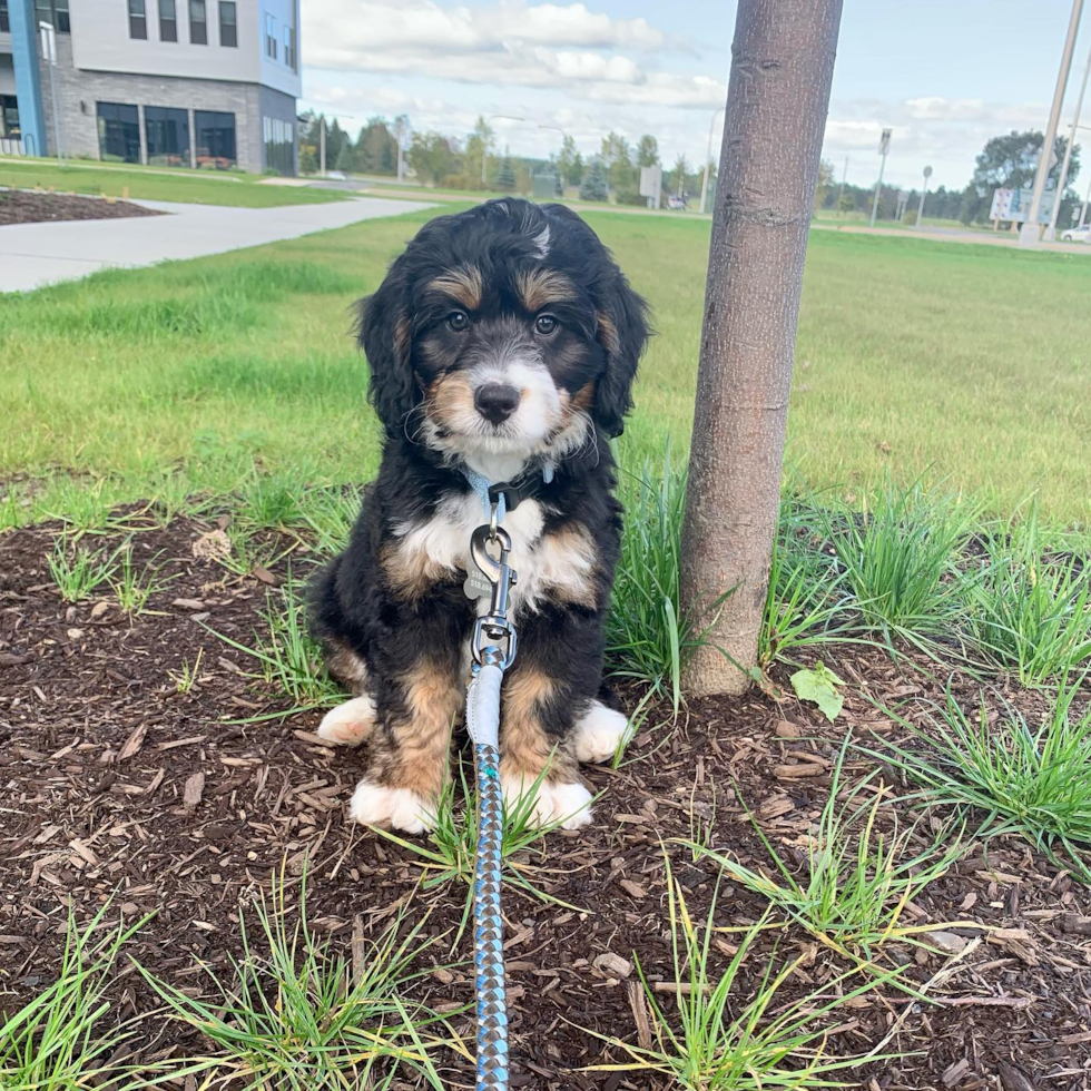 Happy Mini Bernedoodle Pup in Rome NY