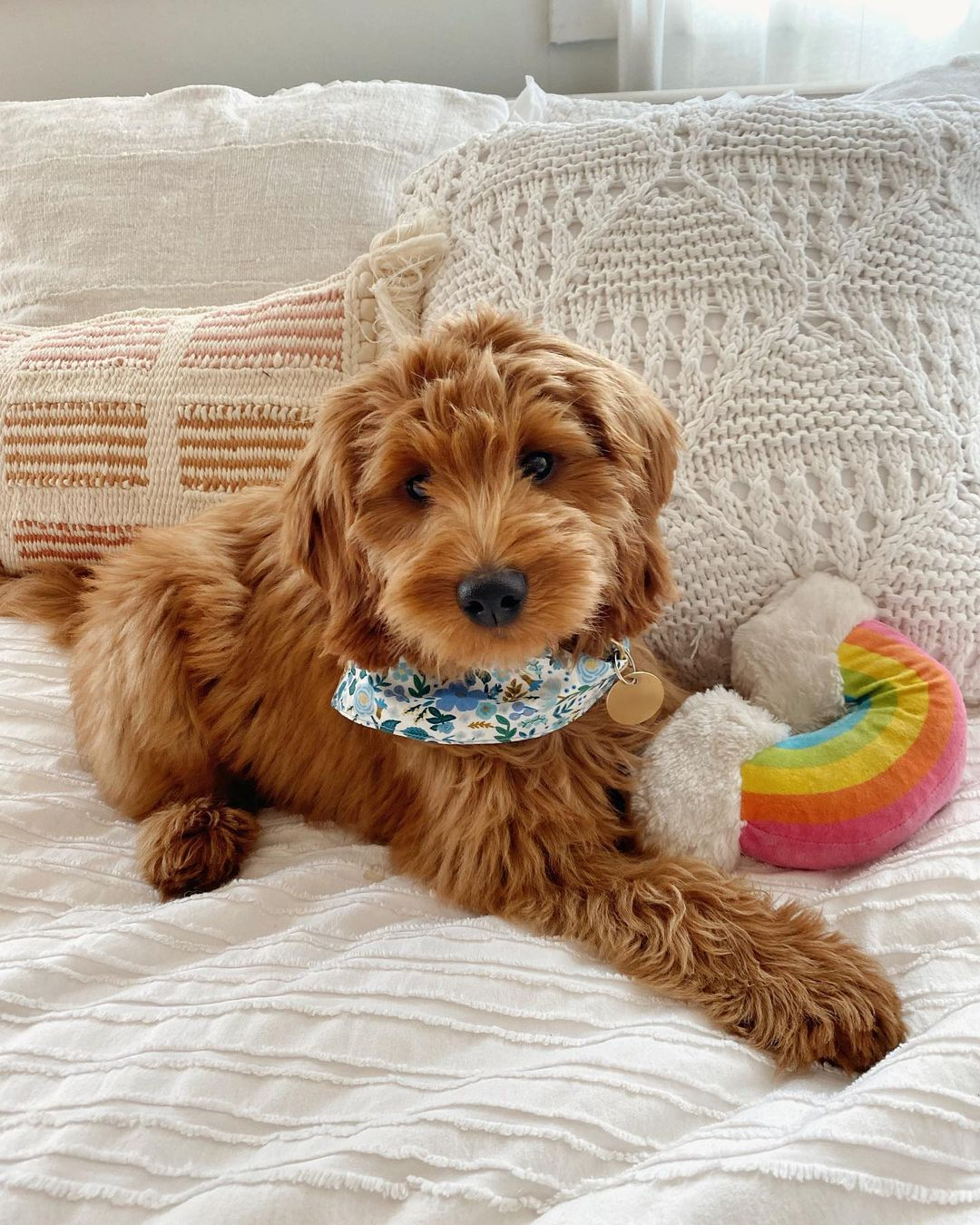 Friendly Mini Goldendoodle Baby