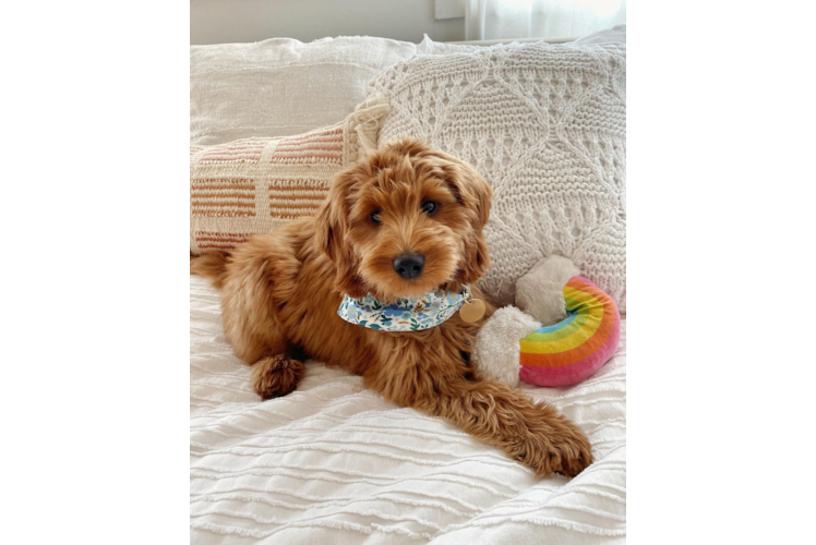 Friendly Mini Goldendoodle Baby