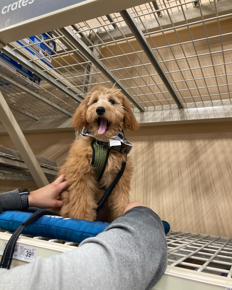 Friendly Mini Goldendoodle Pup