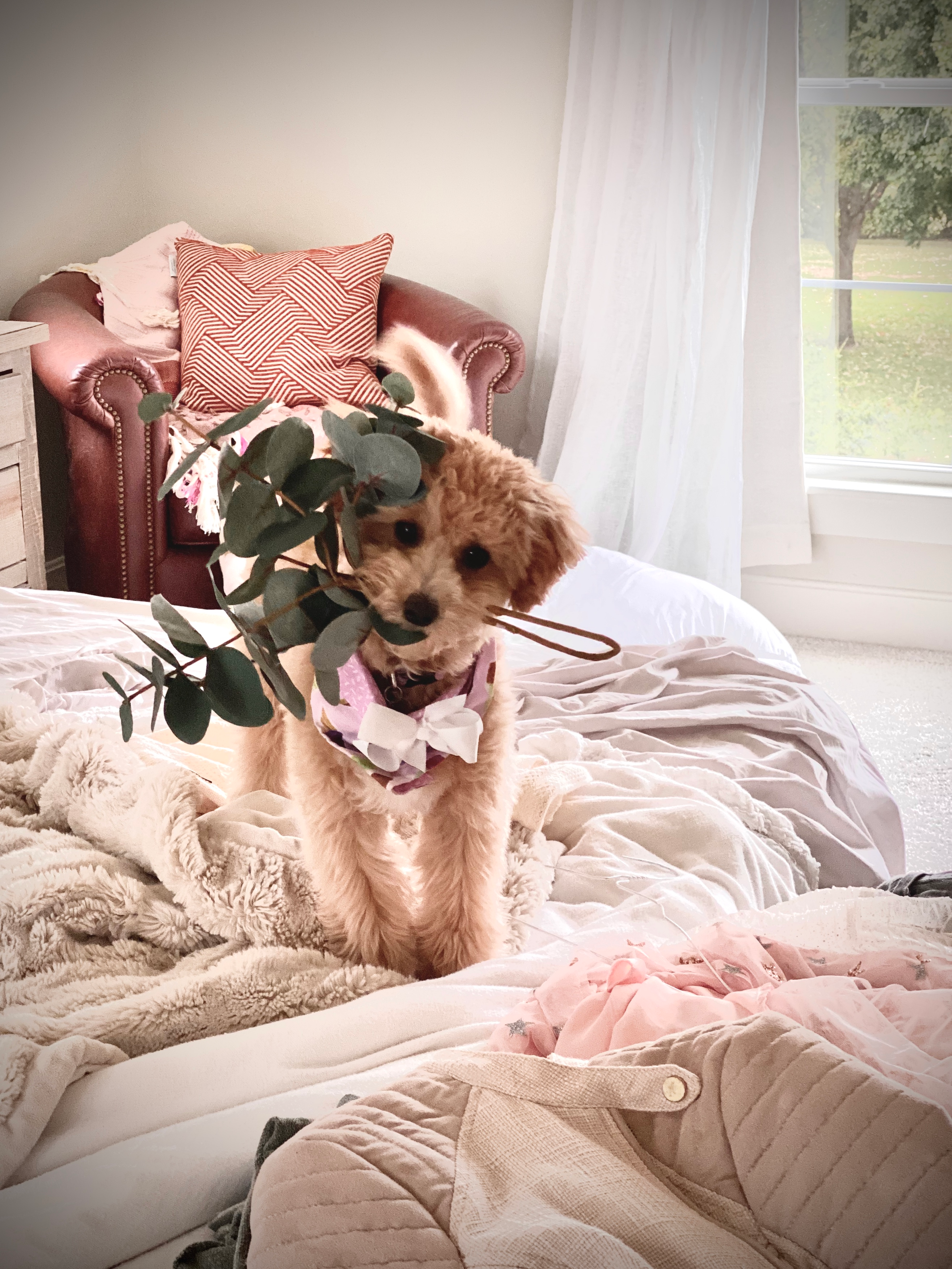 Best Maltipoo Baby