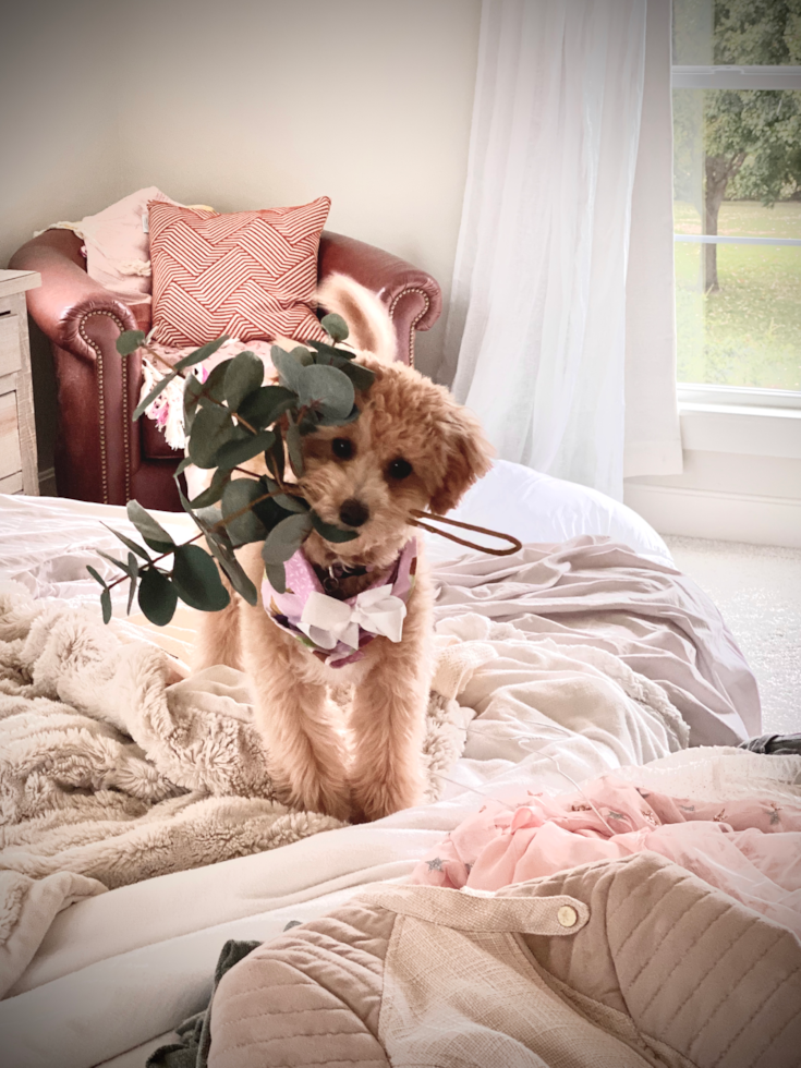 Small Maltipoo Pup