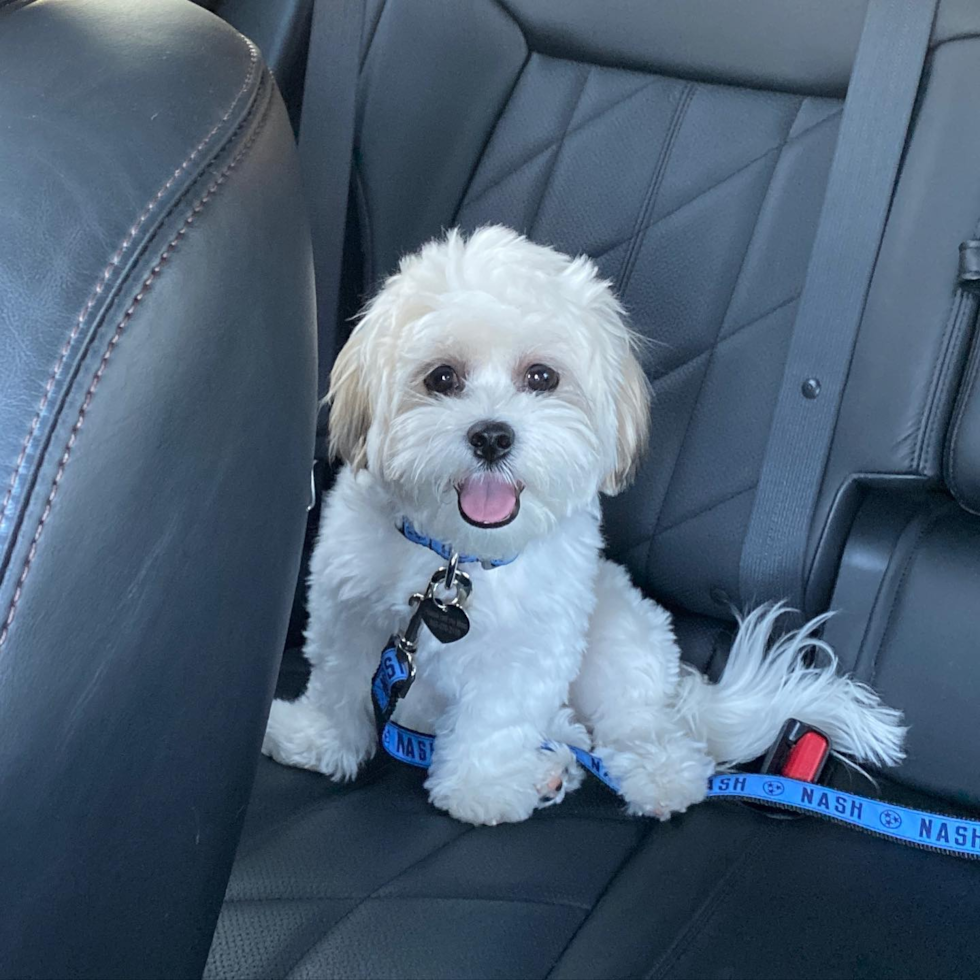 Adorable Shichon Designer Pup