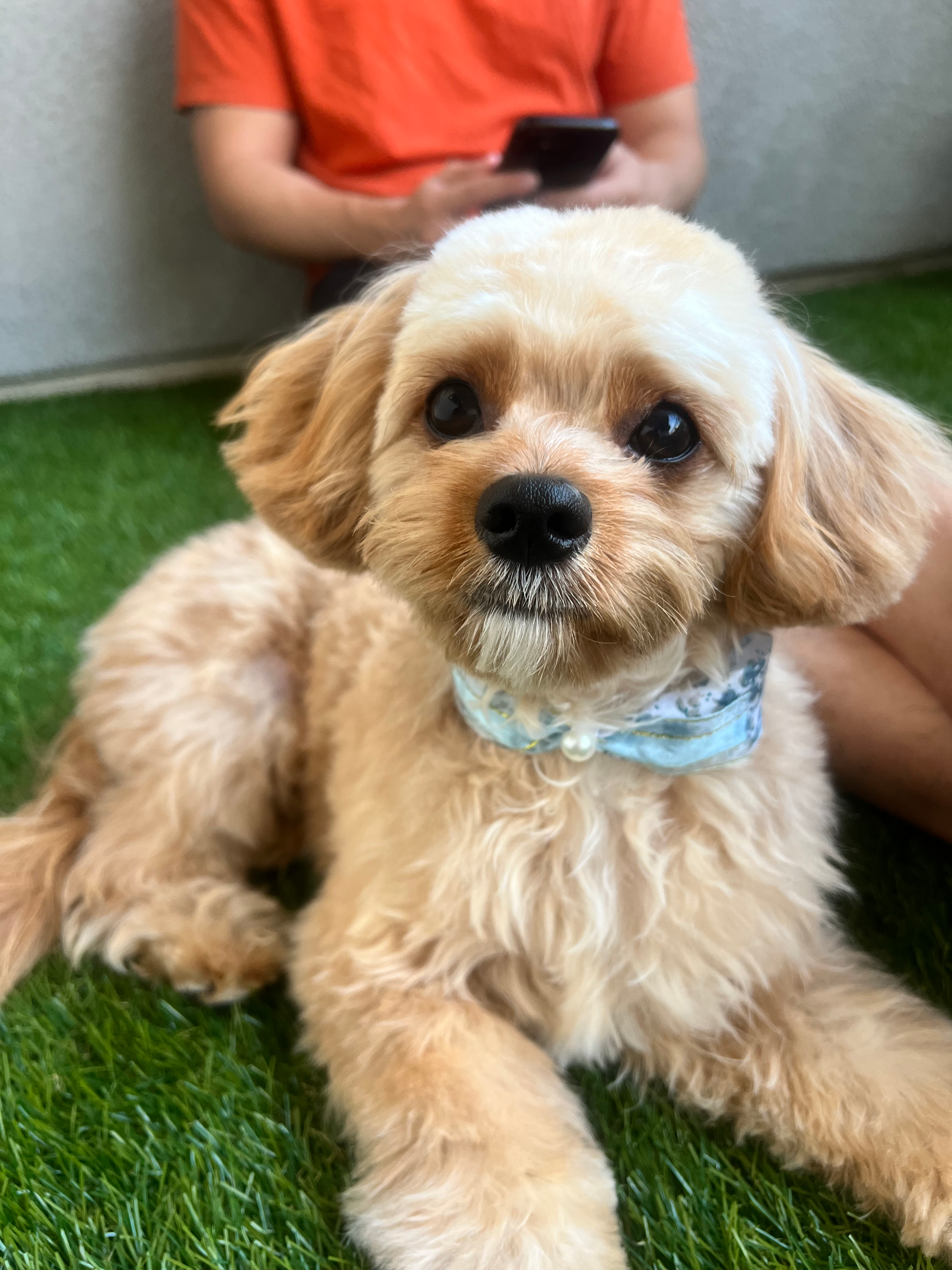 Cavapoo Pup Being Cute