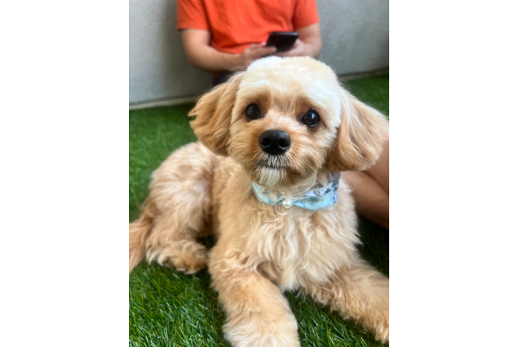 Cavapoo Pup Being Cute