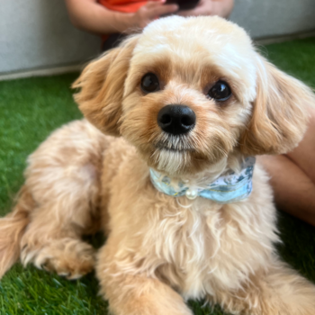 Little Cavipoo Poodle Mix Pup