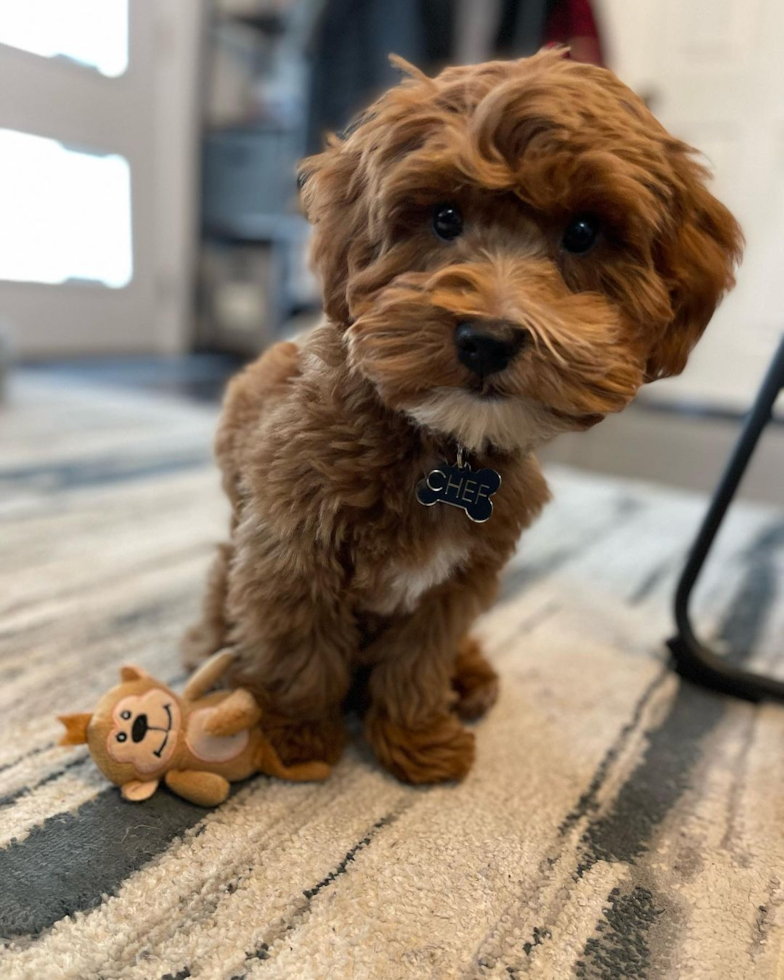 Small Cavapoo Pup