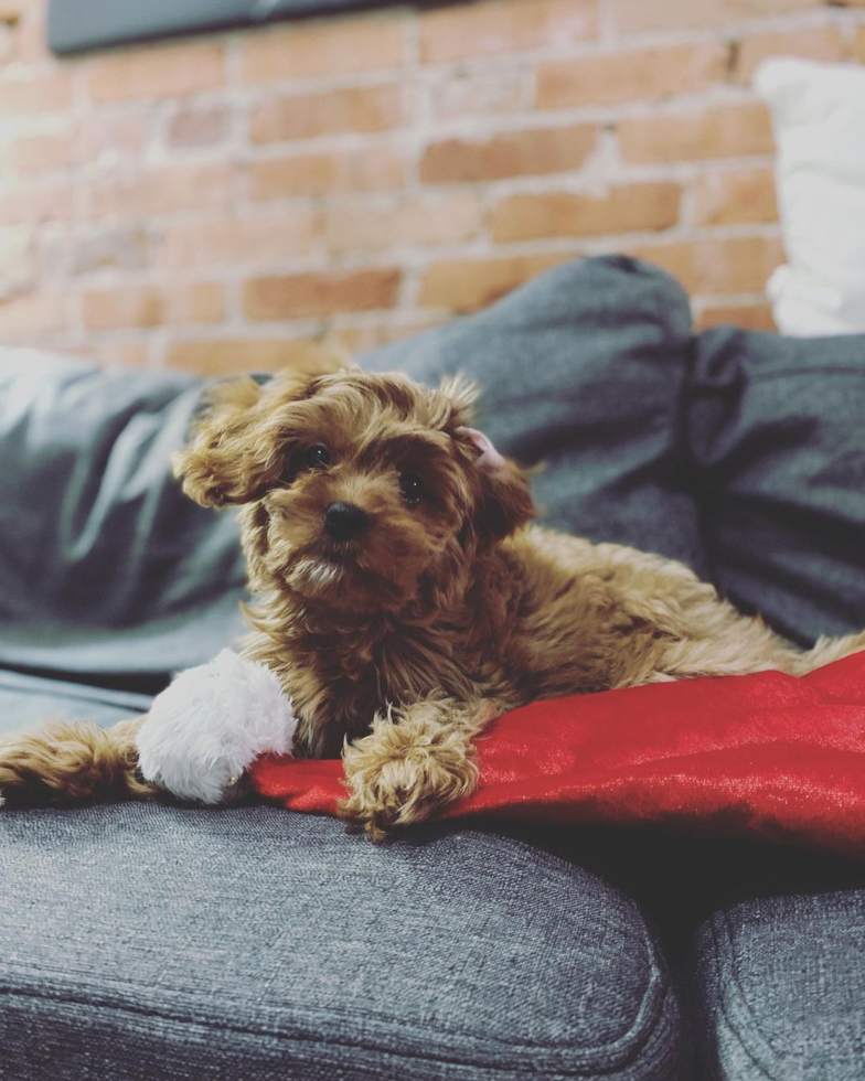 Adorable Cavoodle Poodle Mix Pup