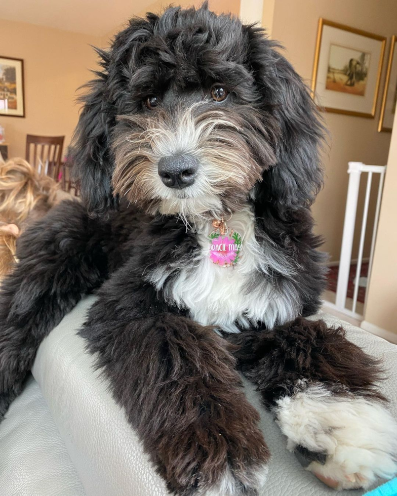 Mini Sheepadoodle Being Cute