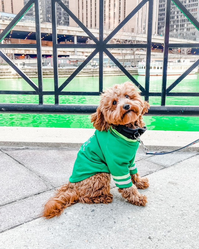 Hypoallergenic Cavoodle Poodle Mix Pup