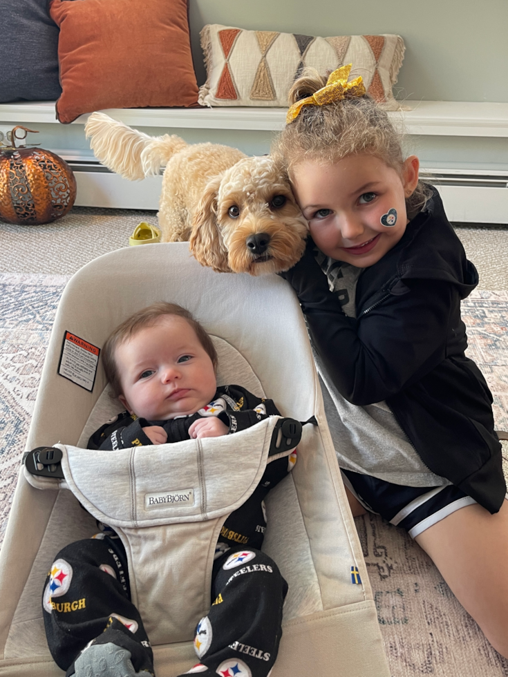 Happy Cavapoo Pup in