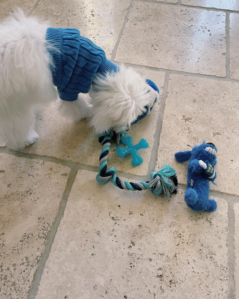 Irvine Maltipoo Pup