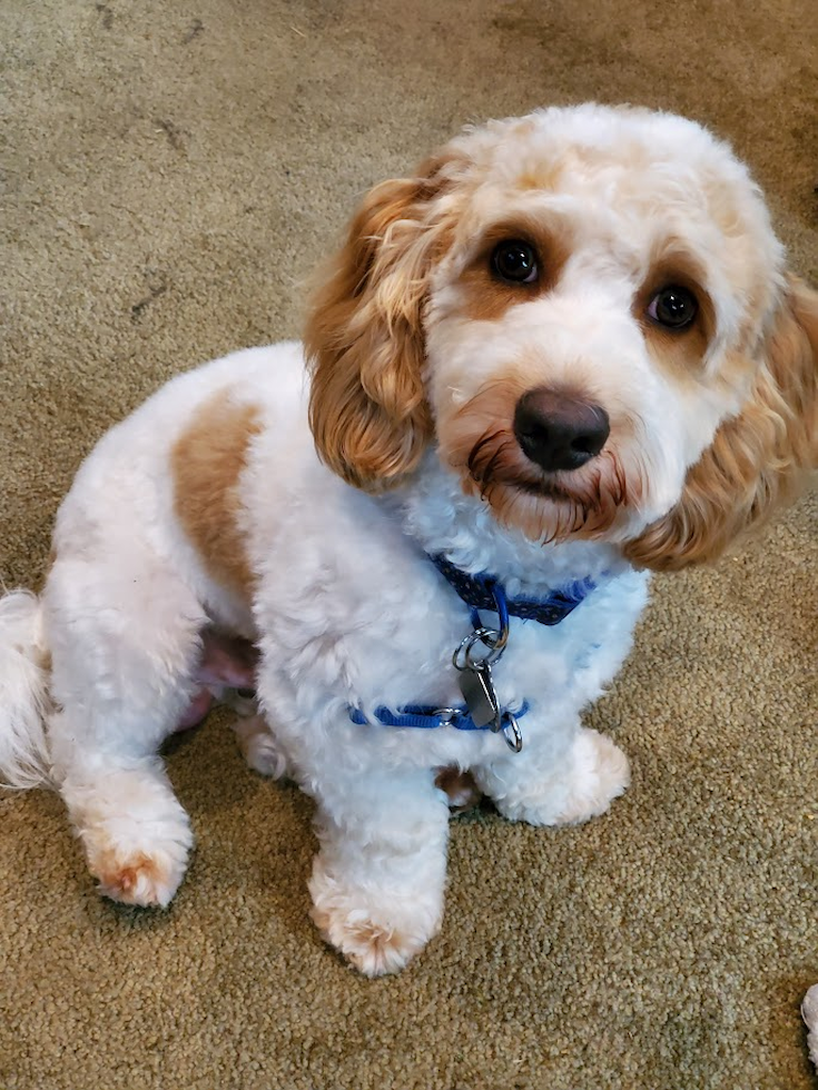 Fluffy Cockapoo Poodle Mix Pup