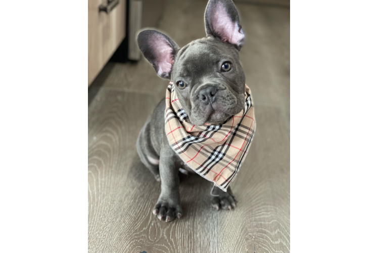 Friendly French Bulldog Purebred Pup