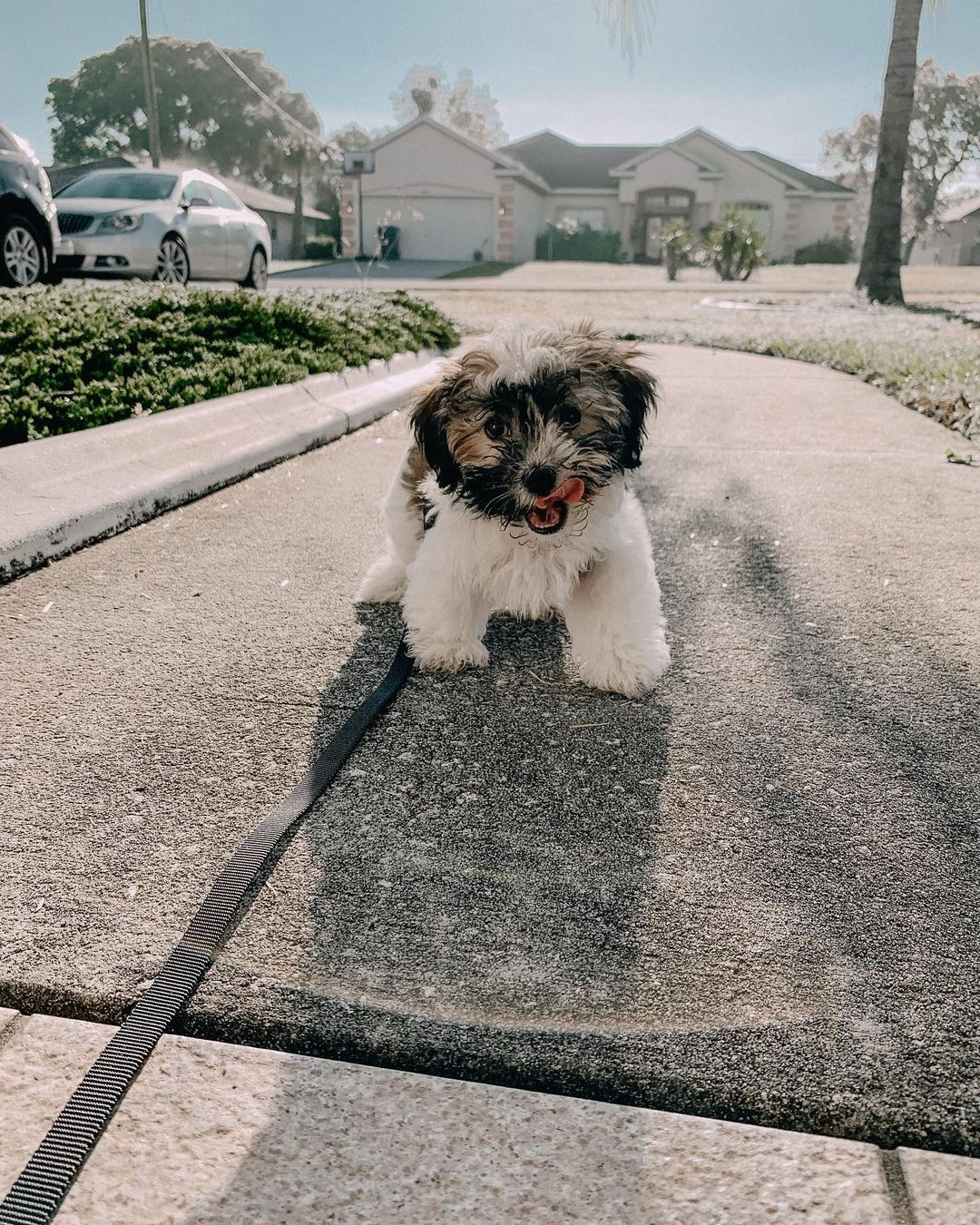 Little Havanese Baby