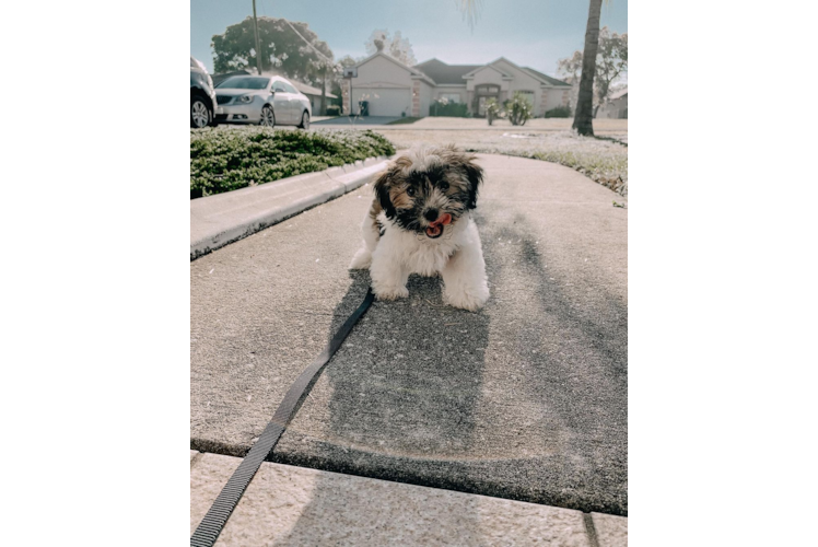 Little Havanese Baby