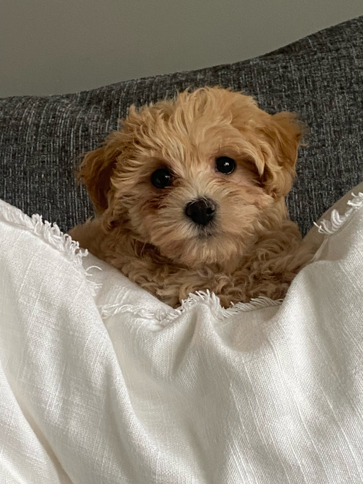 Sweet Maltipoo Pup