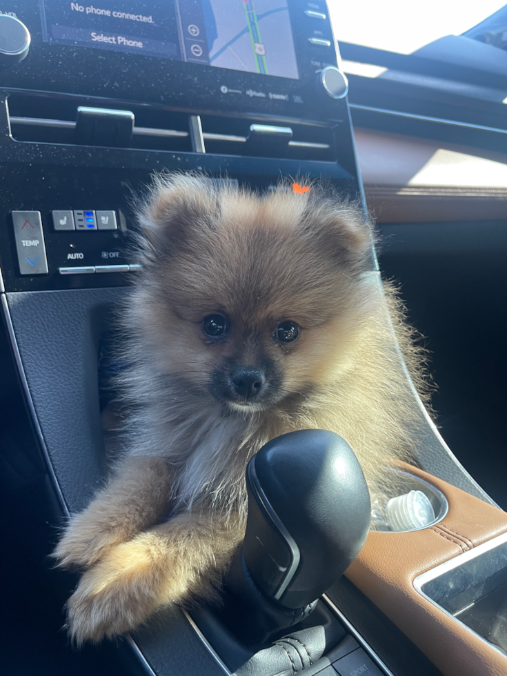 Fluffy Pomeranian Pup in Laurel DE