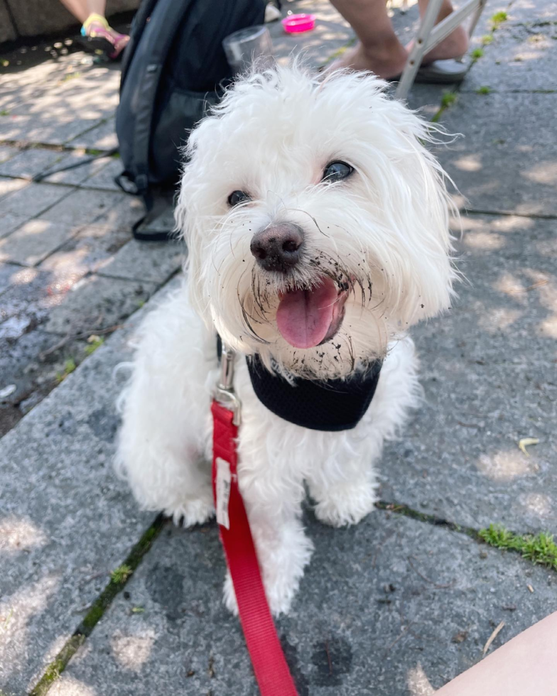 Smart Maltipoo Poodle Mix Pup