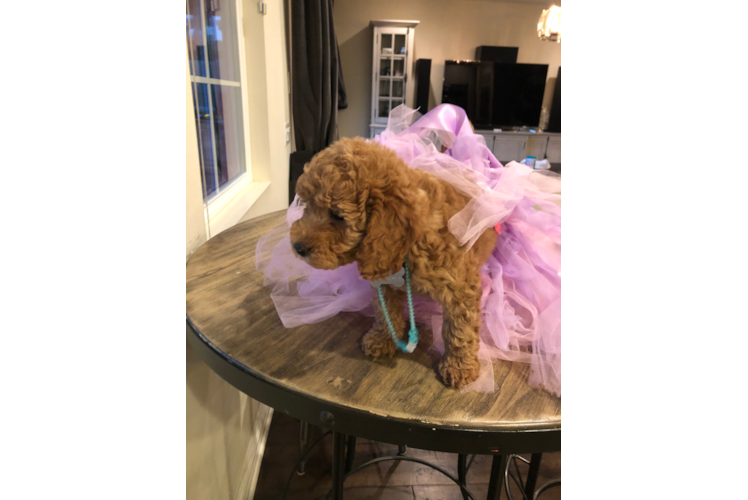 Mini Goldendoodle Puppy for Adoption