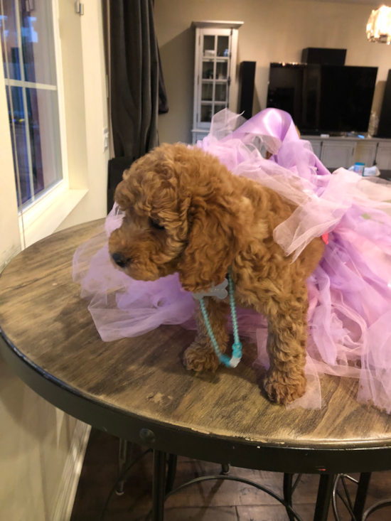 Cute Mini Goldendoodle Pup in Irvine CA