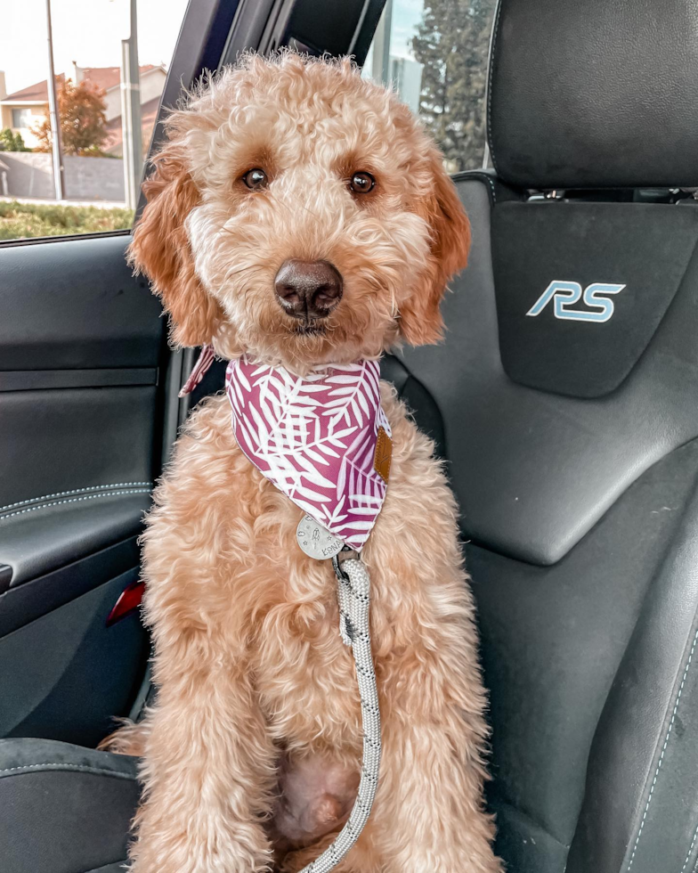 Playful Golden Retriever Poodle Mix Pup