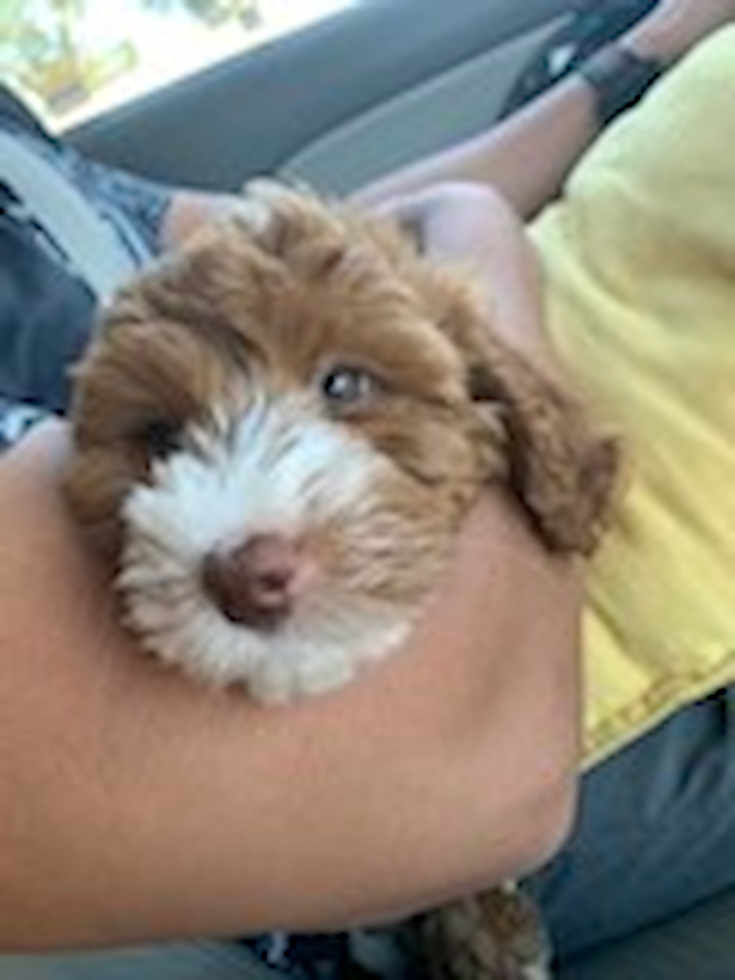 Energetic Golden Retriever Poodle Mix Pup