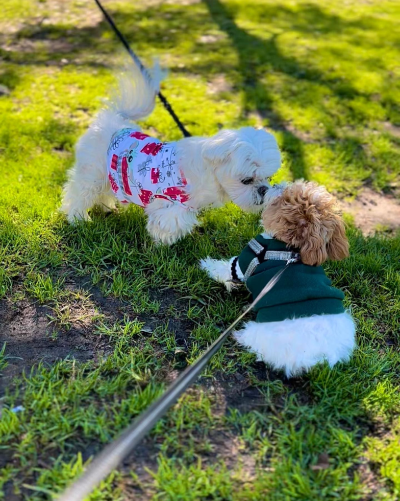 Poodle Being Cute