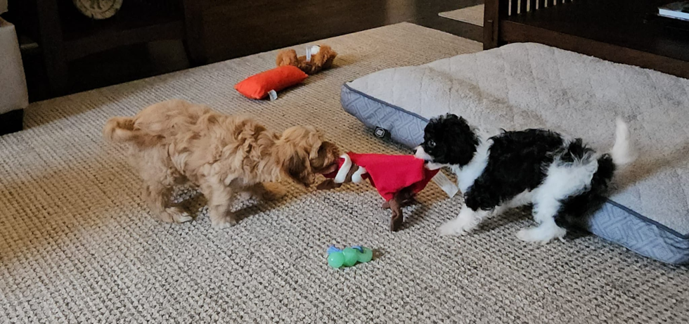 Energetic Cavoodle Poodle Mix Pup