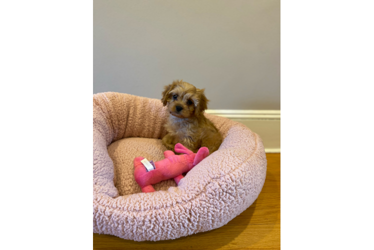 Cavapoo Pup Being Cute