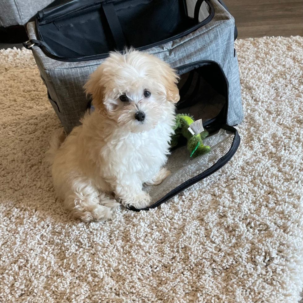 Little Maltepoo Poodle Mix Pup