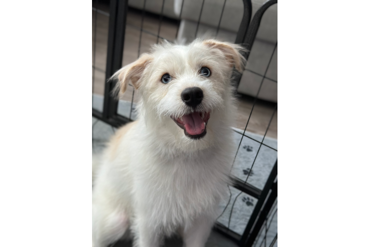 Friendly Mini Pomskydoodle Baby