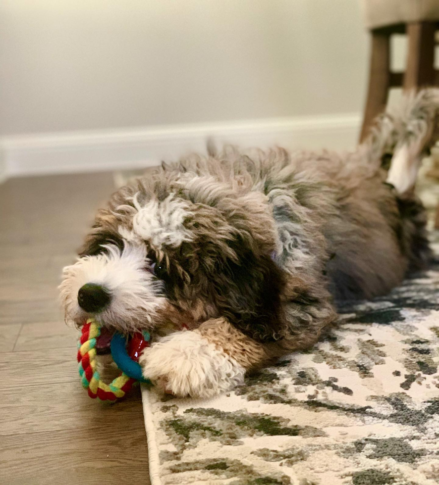 Farmers Branch Mini Bernedoodle Pup