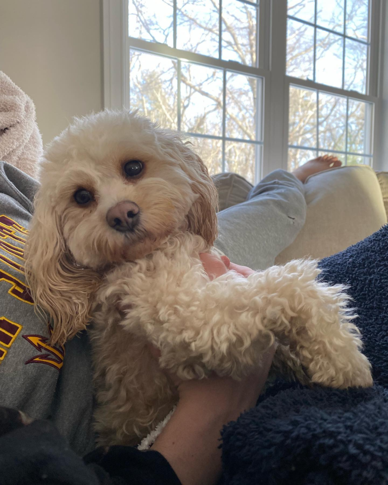 Little Cavoodle Poodle Mix Pup