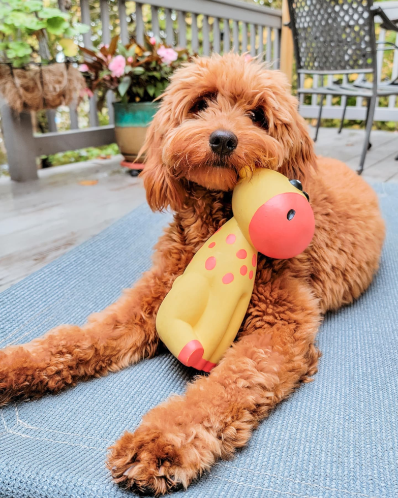 Small Mini Goldendoodle Pup in Hopatcong NJ